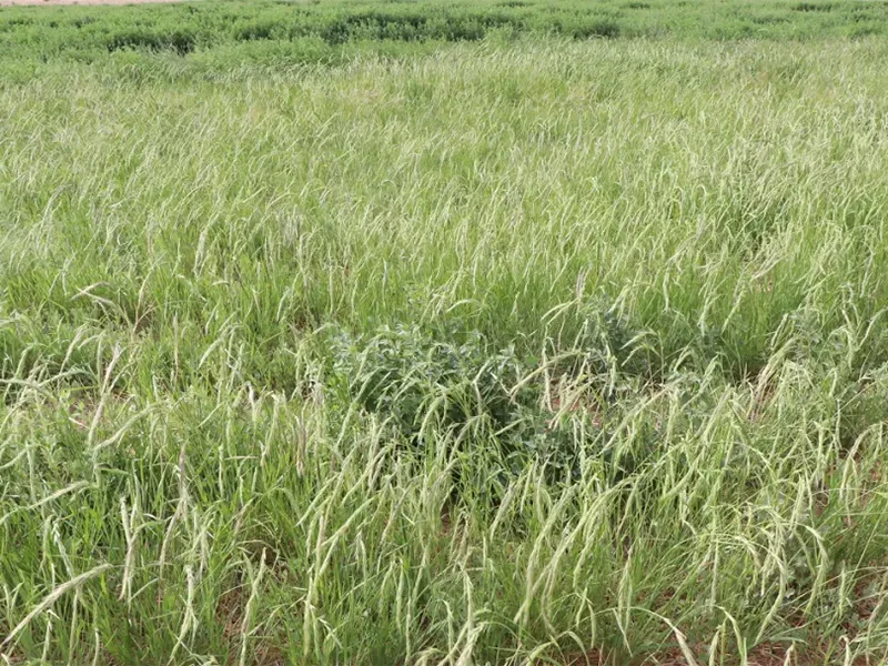 Баланс между экологией и средствами к существованию! «Модель ведения сельского хозяйства»11 (1)
