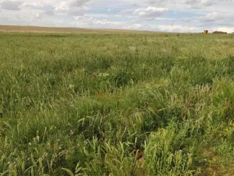 Научный проект лиги Силинголь «Исследование и применение подхода к экологическому восстановлению с использованием33 (7)