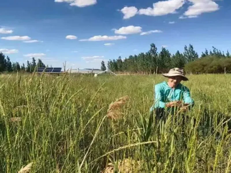 Научный проект лиги Силинголь «Исследование и применение подхода к экологическому восстановлению с использованием33 (9)